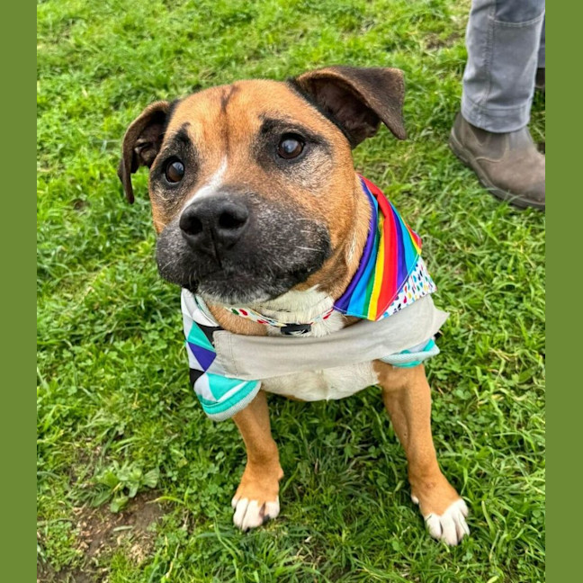 Photo of Rufus (63167)