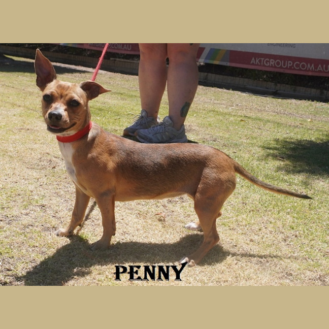 Photo of Penny