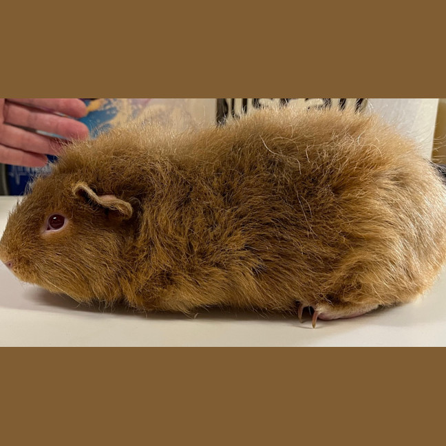 Photo of Fudge