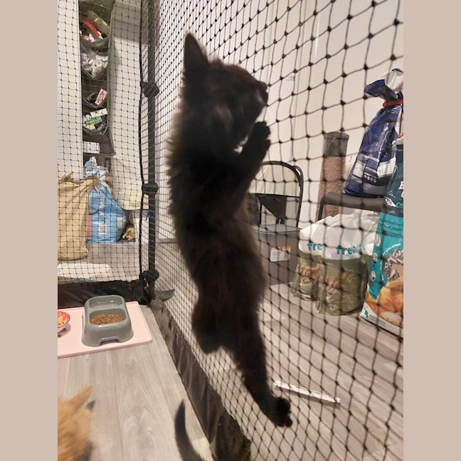 Photo of Benji (Female)