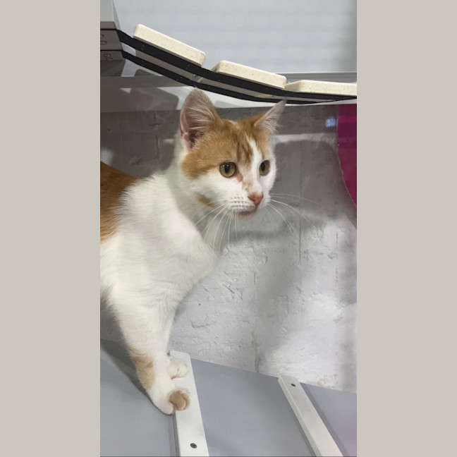 Photo of Aslan And Mr Squiggle