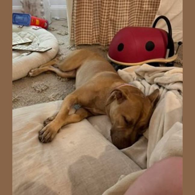 Photo of Willow