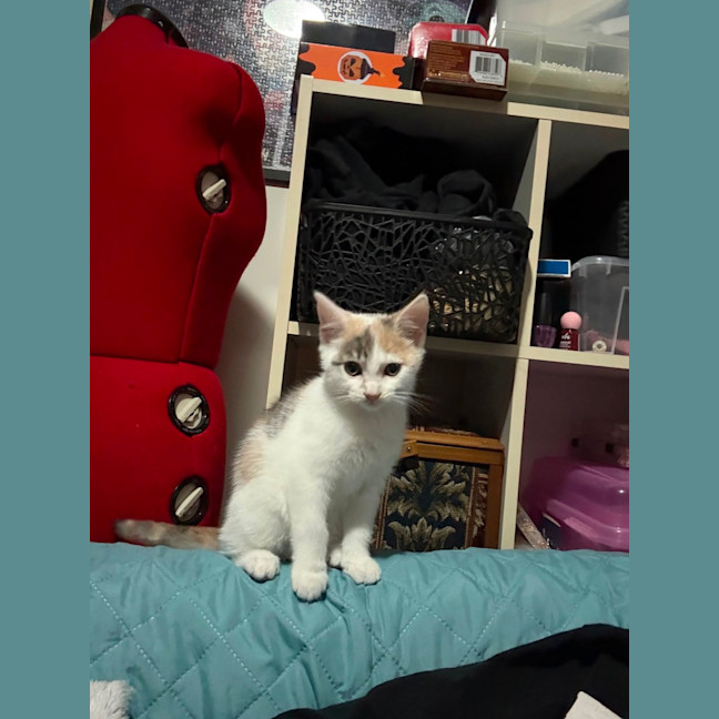 Photo of Cleona **2nd Chance Cat Rescue**