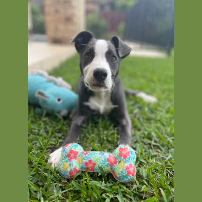 Photo of Dakota