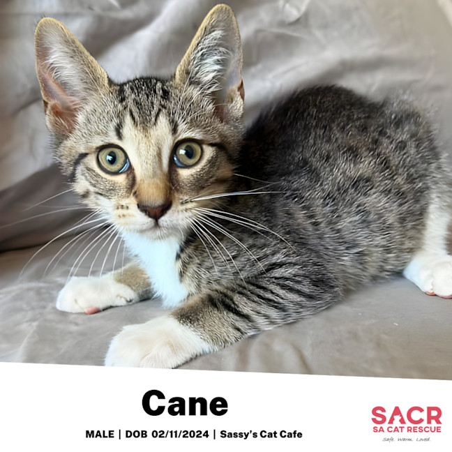 Photo of Cane