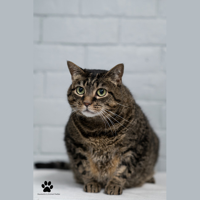 Photo of Turbo