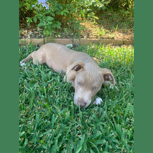 Photo of Bodhi 😎🐶