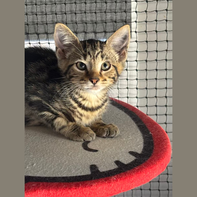 Photo of Binx