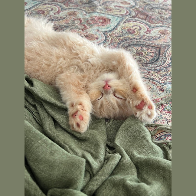 Photo of Pudding And Dumpling