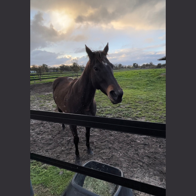 Photo of Jarrah