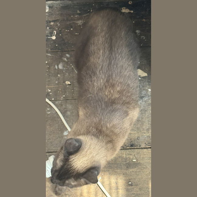 Photo of Nala