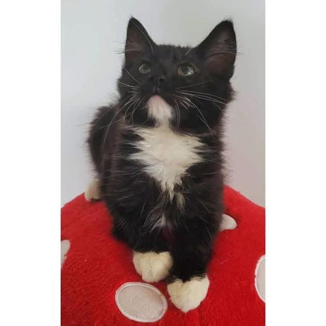 Photo of 11203   Mars