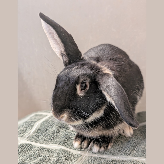 Photo of Otto