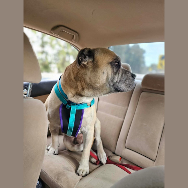Photo of Diesel