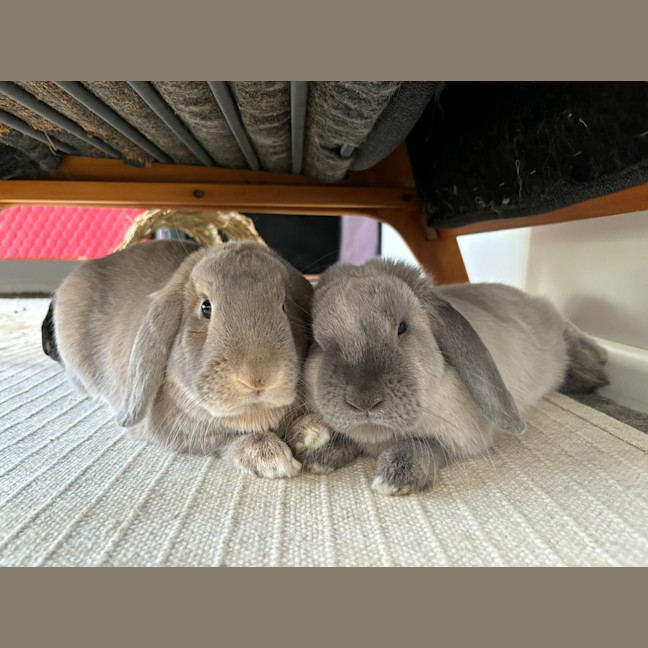 Photo of Celia / Ginger / Bonnie