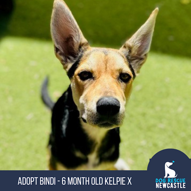 Photo of Bindi   6 Month Old Kelpie X