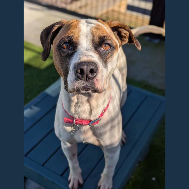 Photo of Lady