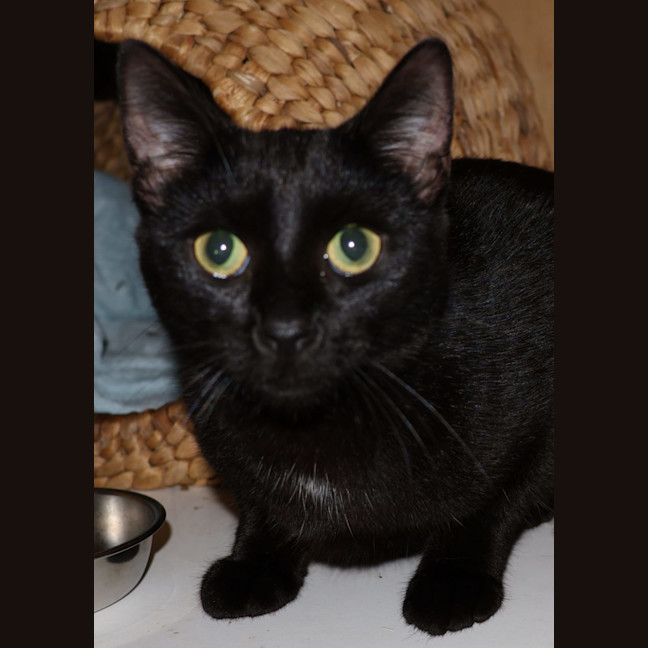 Photo of Ally   Available At Pet Quarters Tuggerah