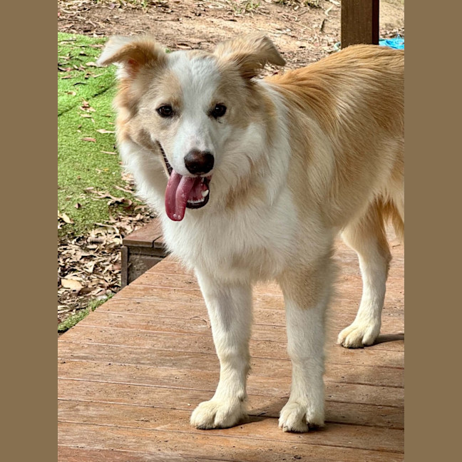 Photo of Biscuit