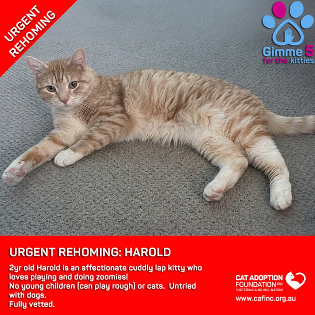 Photo of Harold