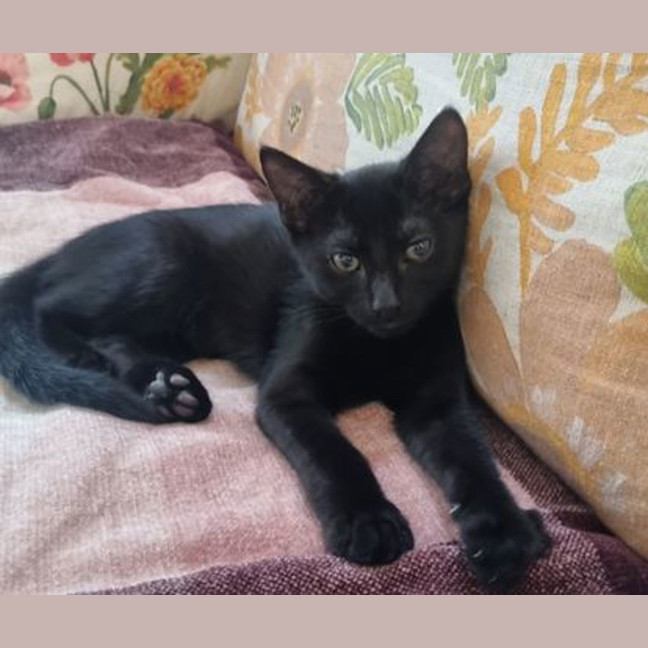 Photo of Pepito