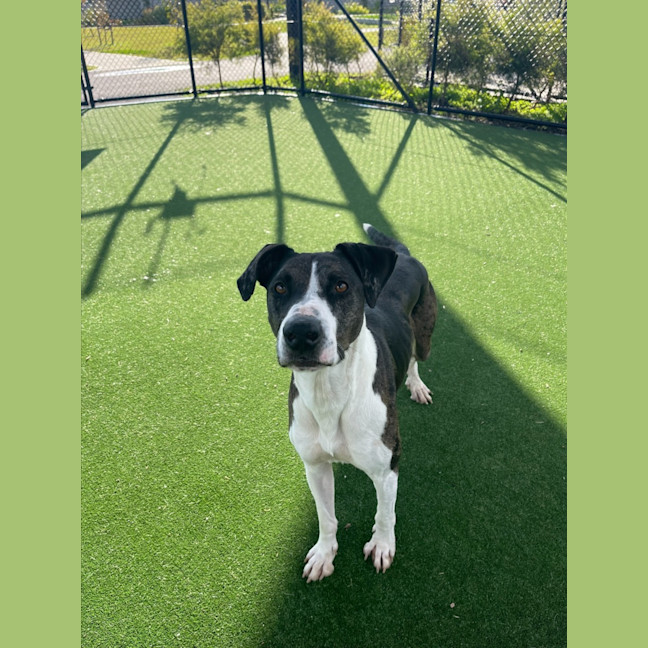 Photo of Bentley Imp 1051