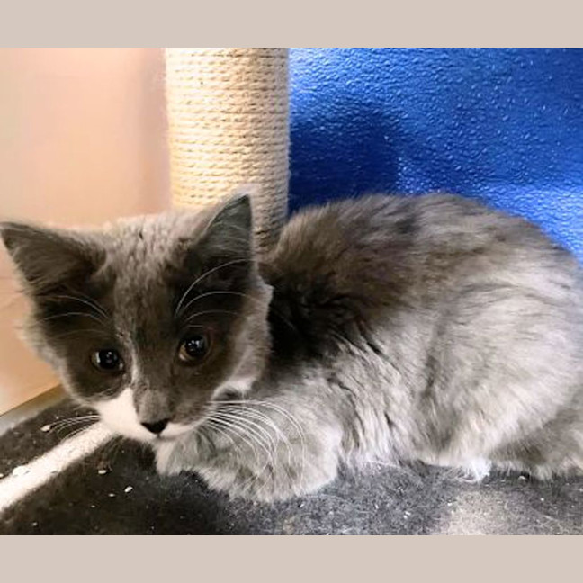 Photo of Tofu