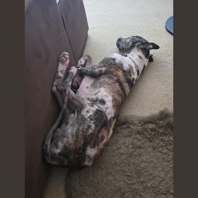 Photo of Hercules