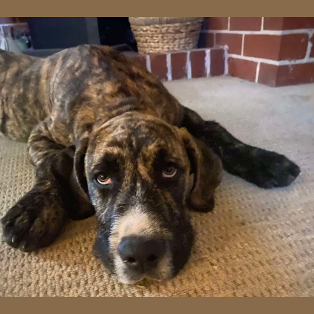 Photo of Apollo