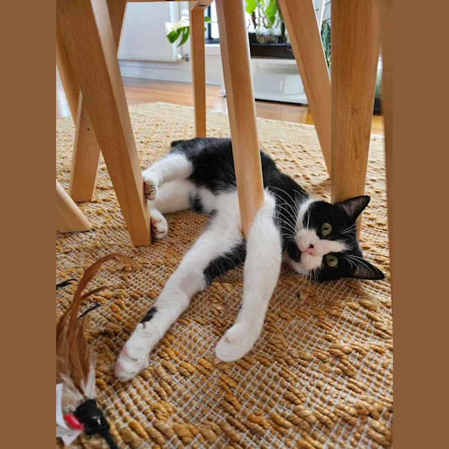 Photo of Ziggy
