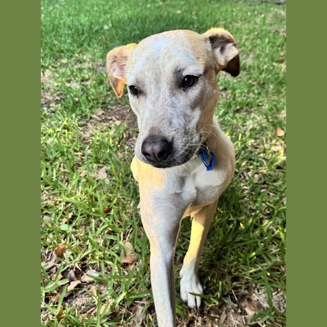 Photo of Pedro *$350 Adoption Fee*