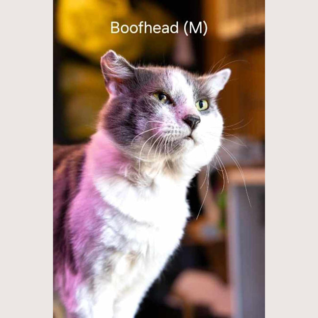 Photo of Boofhead