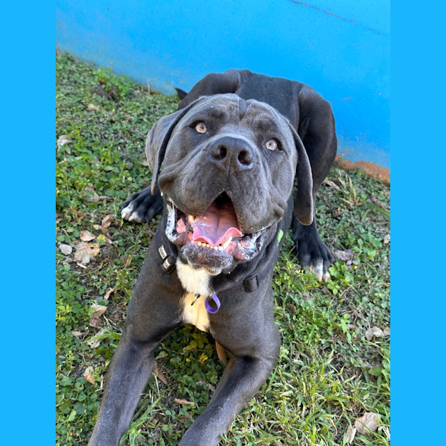 Photo of Chief