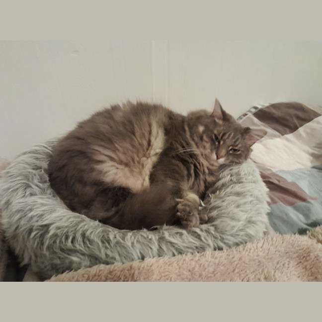 Photo of Mr Fluffy