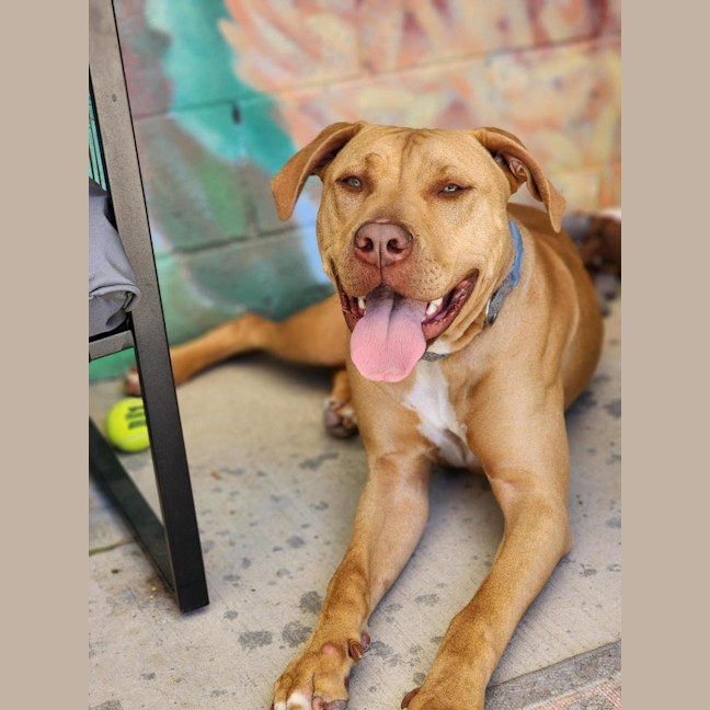 Photo of 🐁 Danger Mouse 6840 🐁