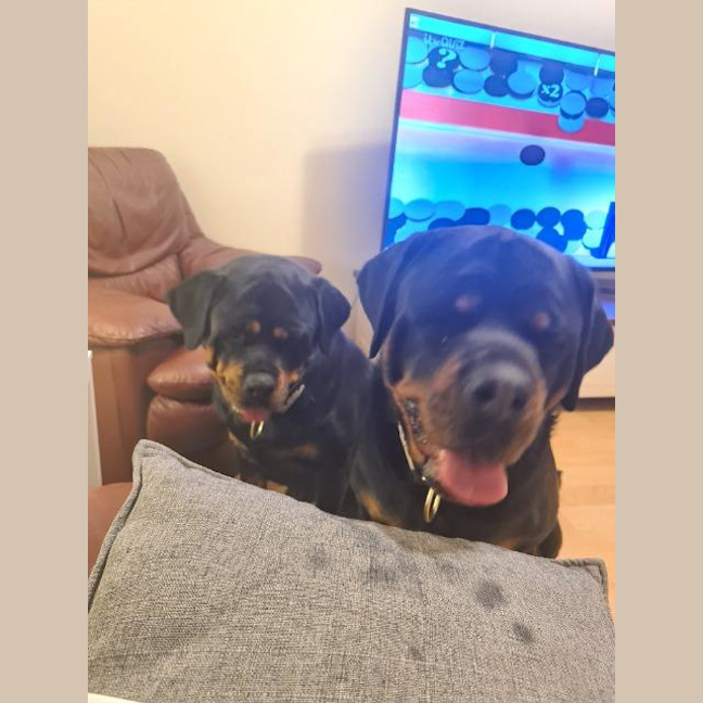 Photo of Daisy