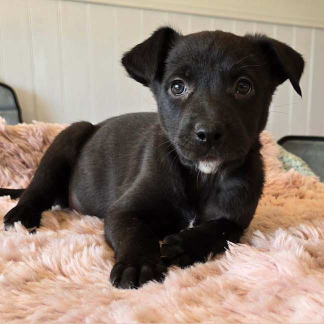 Photo of Camilla The Chicken