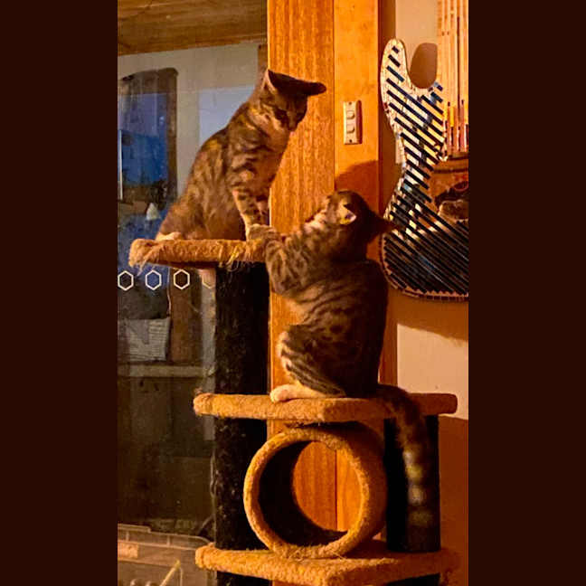 Photo of Mork And Mindy