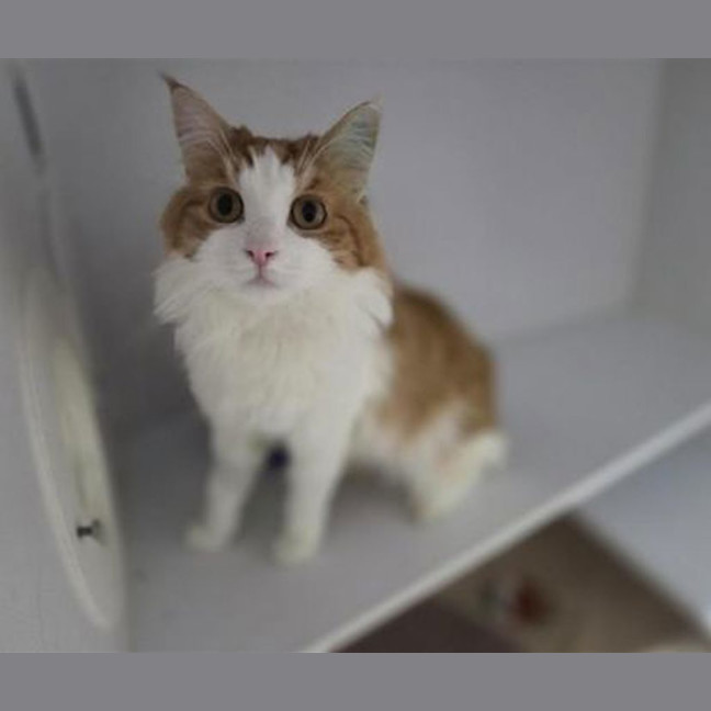Photo of Melvin