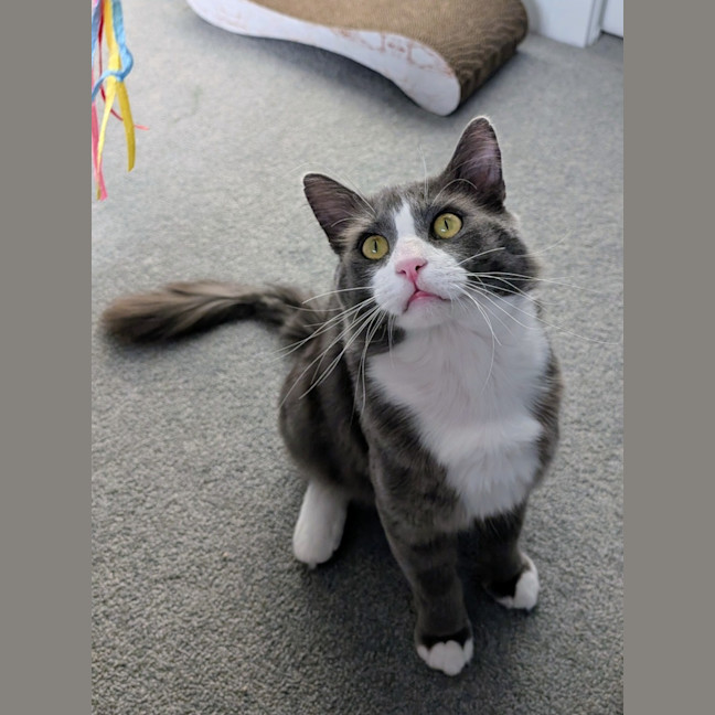 Photo of Pickles