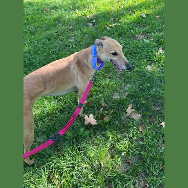 Photo of Kashi, The Greyhound Queen 👑