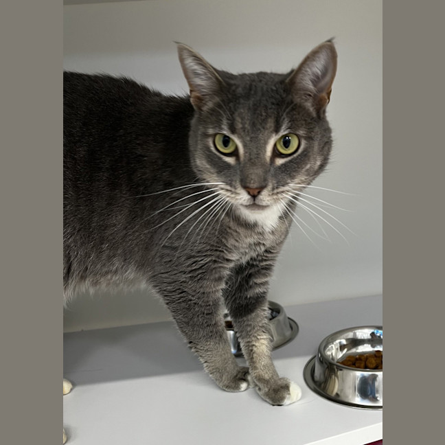 Photo of Lunar (Bonded To Cosmo)