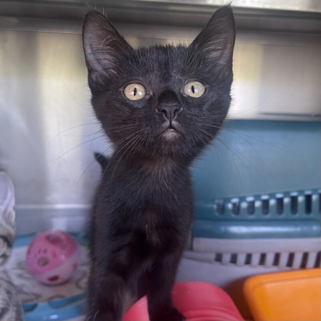 Photo of Tulip