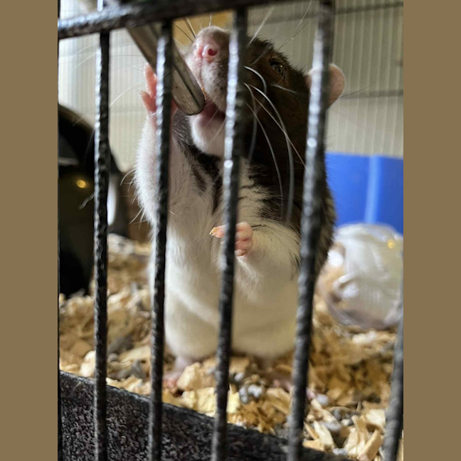 Photo of Galaxy & Apollo