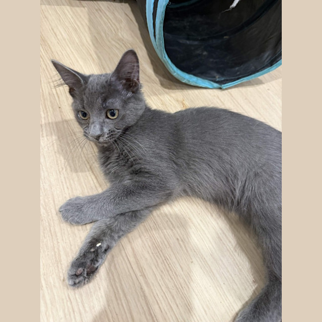 Photo of Arlo