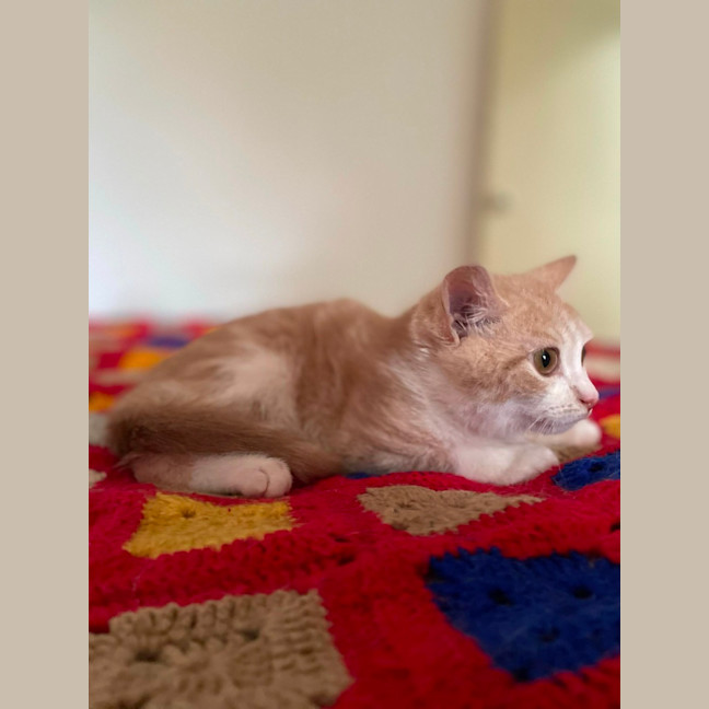 Photo of Harris**2nd Chance Cat Rescue**