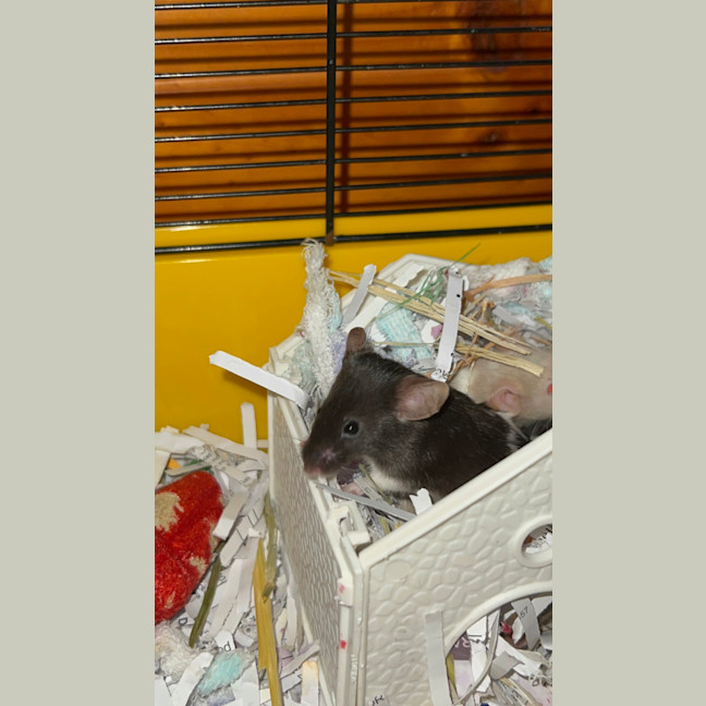 Photo of Angelina Mousling
