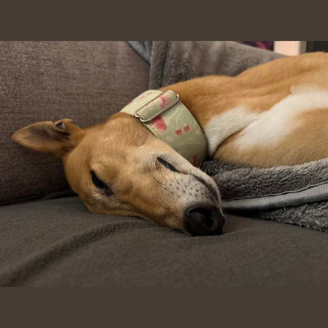 Photo of Clover The Greyhound