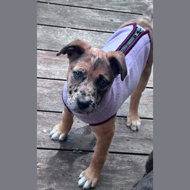 Photo of Dottie 