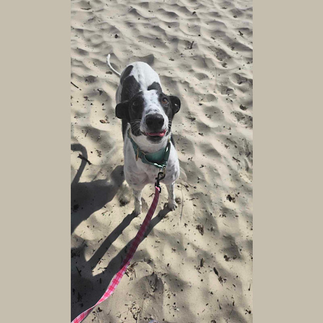 Photo of Zoe, The Greyhound